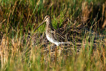 Bécassine des marais,.Gallinago gallinago, Common Snipe