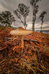 Brown Edible Mushrooms in a Forest