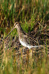 Bécassine des marais,.Gallinago gallinago, Common Snipe