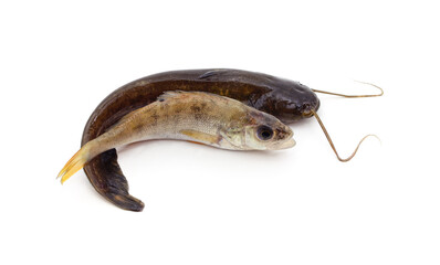 Two fresh fish.