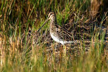 Bécassine des marais,.Gallinago gallinago, Common Snipe