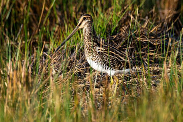 Bécassine des marais,.Gallinago gallinago, Common Snipe