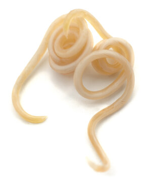 White roundworm parasite.