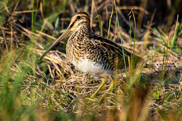 Bécassine des marais,.Gallinago gallinago, Common Snipe