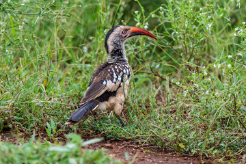 Calao à bec rouge,.Tockus erythrorhynchus, Northern Red billed Hornbill