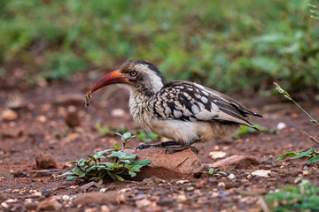 Calao à bec rouge,.Tockus erythrorhynchus, Northern Red billed Hornbill