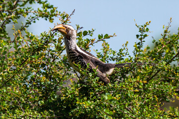 Calao leucomèle,.Tockus leucomelas, Southern Yellow billed Hornbill