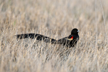 Euplecte à longue queue,.Euplectes progne, Long tailed Widowbird, Afrique du Sud