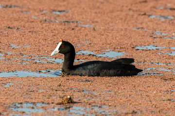Foulque caronculée,.Fulica cristata, Red knobbed Coot
