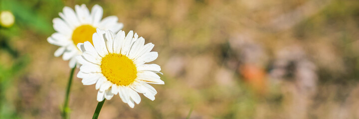 Beautiful Wide Angle artistic floral background with chamomile flowers. Panoramic header for website or Banner with Copy Space for Text.