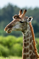 Naklejka premium Piqueboeuf à bec rouge, Red billed Oxpecker, Buphagus erythrorhynchus, Girafe, Giraffa Camelopardalis, E Parc national Kruger, Afrique du Sud
