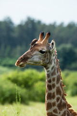 Piqueboeuf à bec rouge, Red billed Oxpecker, Buphagus erythrorhynchus, Girafe, Giraffa Camelopardalis, E Parc national Kruger, Afrique du Sud