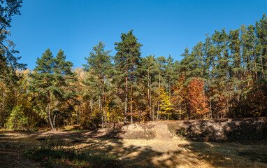 Scots Pine (Pinus sylvestris) in forest, Central Russia