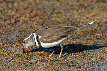 Gravelot à triple collier,.Charadrius tricollaris, Three banded Plover