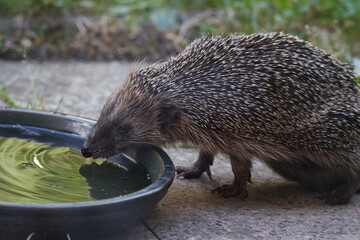 Abgemagerter Igel im Sommer	