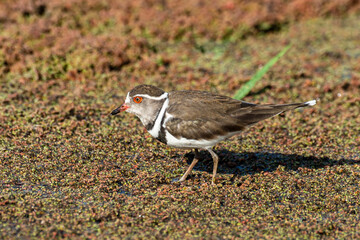 Gravelot à triple collier,.Charadrius tricollaris, Three banded Plover