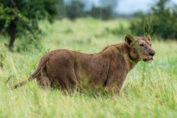 lion, femelle, lionne, Panthera leo, Afrique