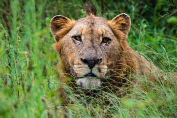 lion, mâle, Panthera leo, Afrique