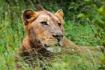 lion, mâle, Panthera leo, Afrique