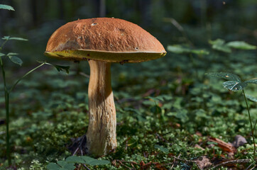 Boletus mushroom in a dark forest, illuminated by a beam of light close-up