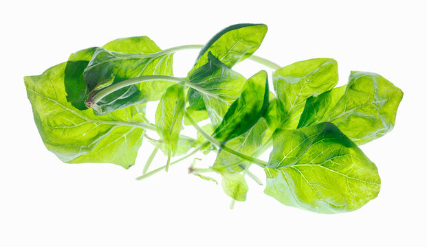 Fresh spinach leaves