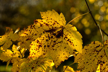 autumnal colored maple leaf in backlit