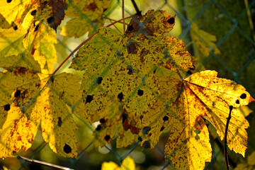 autumnal colored maple leaves in backlit behind a fence