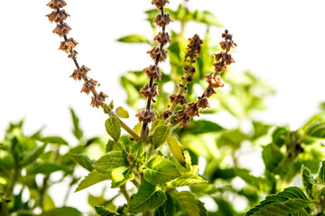 Holy basil with ripe seeds