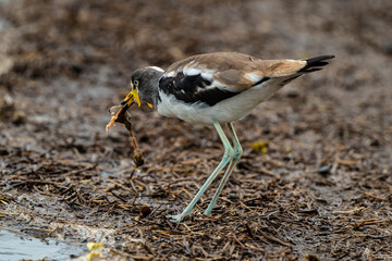 Vanneau du Sénégal,.Vanellus senegallus, African Wattled Lapwing, Afrique du Sud