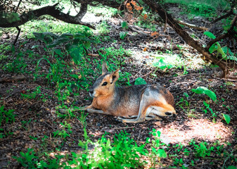 squirrel in the park