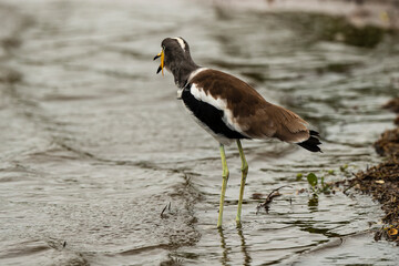 Vanneau du Sénégal,.Vanellus senegallus, African Wattled Lapwing, Afrique du Sud