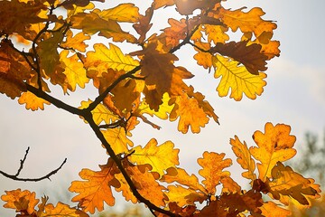 
autumn, leaf, maple, autumn, leaves, nature, tree, yellow, season, red, orange, isolated, color, plant, forest, foliage, bright, white, seasonal, brown, colorful, branch, natural, october, green, oak