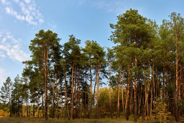 Obraz premium forest, nature, landscape, green, summer, outdoors, sky, tree, blue, grass, trees, park, beautiful, pine, background, travel, evening, sun, environment, green plant, background, natural, season, snow,