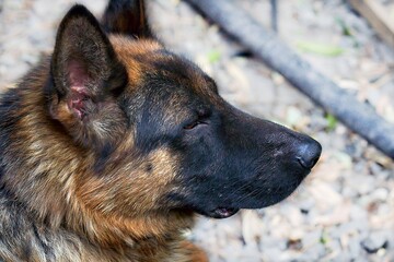 dog, pet, brown, pinscher, canine, cute, puppy, breed, portrait, white, doberman, doggy, small, terrier, pedigree, pets, adorable, hound, dogs, animal, purebred dog, background, breed, portrait , brow