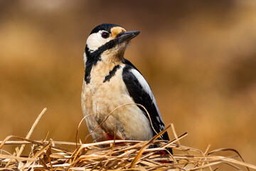 Great spotted woodpecker, dendrocopos major, sitting on dry grass with yellow blurred background. Wild bird on a meadow illuminated by sun from front view. Animal wildlife in nature.