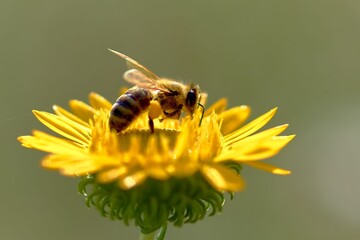 bee, insect, flower, macro, nature, honey, yellow, pollen, fly, animal, summer, bumblebee, garden,...