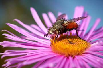 bee, insect, flower, macro, nature, honey, yellow, pollen, fly, animal, summer, bumblebee, garden, spring, close-up, green, close-up, wild, pollination, flowers, nectar, bees, dandelion, bug, white, m