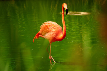 American flamingo, Phoenicopterus ruber, reddish-pink colored large wading bird in green lagoon. Red and green contrast. Redddish-orange bird in green environment.  Florida Keys