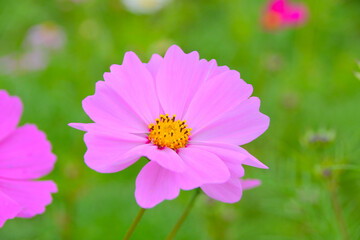 Obraz premium 秋桜/コスモス/花