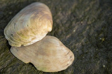 Closeup of the shells that can be found in the tide pools that surround the Hilbre Islands.
