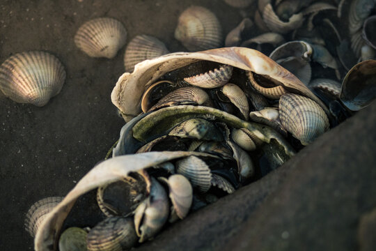 Closeup of the shells that can be found in the tide pools that surround the Hilbre Islands.