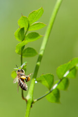 Biene mit Blütenstaub im Gepäck