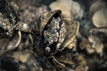 Closeup of the mussels that can be found in the tide pools around the Hilbre Islands