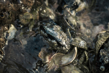 Closeup of the mussels that can be found in the tide pools around the Hilbre Islands.