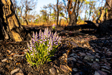 Uma linda flor, planta no cerrado tocantinense, se mantendo bela diante às queimadas