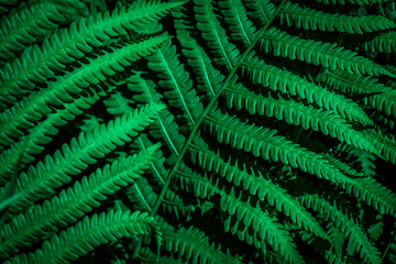 Beautiful ferns green foliage. Close up of beautiful growing fern leaves in forest. Web banner. Space for text.