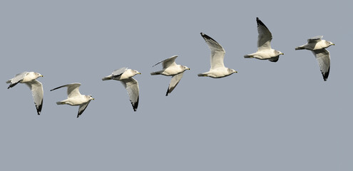Ring-billed Gull in Flight, Composite Image of Seven Shots