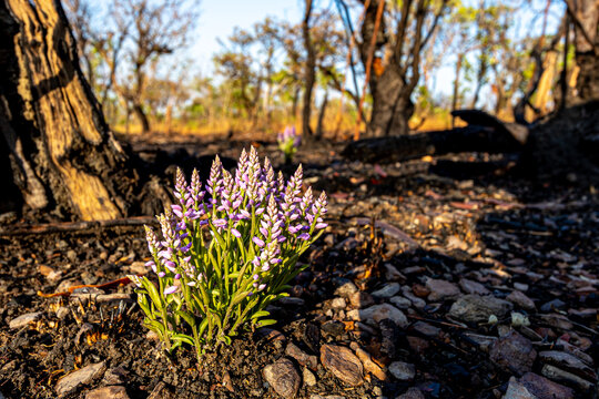 Uma linda flor, planta no cerrado tocantinense, se mantendo bela diante &agrave;s queimadas