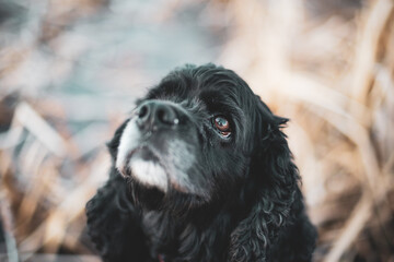 Old black cocker dog close up
