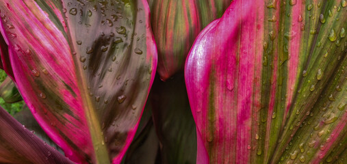 Cordyline fruticosa, Drácena, Polinesia, Palmita roja, con gotas de agua, textura